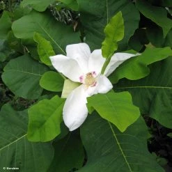 Magnolia Macrophylla Subsp. Ashei - Magnolia Ã  Grandes Feuilles