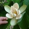 Magnolia Officinalis Biloba - Magnolia Officinal -Jardin De Fleurs Magasin Magnolia officinalis biloba 87142 1