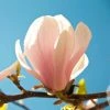 Magnolia Sprengeri Pink Beauty 2 Magnolia Sprengeri Pink Beauty -Jardin De Fleurs Magasin Magnolia sprengeri Pink Beauty 84168 1