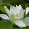 Magnolia Thompsoniana -Jardin De Fleurs Magasin Magnolia thompsoniana 84171 1