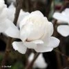 Magnolia Loebneri Wildcat -Jardin De Fleurs Magasin Magnolia x loebneri Wildcat 87397 1