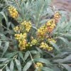 Mahonia Confusa Nara Hiri - Mahonia Hybride -Jardin De Fleurs Magasin Mahonia confusa Nara Hiri 782017 1 1