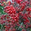 Pommier D'ornement - Malus Red Sentinel -Jardin De Fleurs Magasin Malus Red Sentinel LD PhillpiC 80092 1