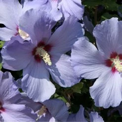 Hibiscus Syriacus Azurii - AlthÃ©a