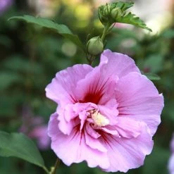 Hibiscus Syriacus Purple Pillar - AlthÃ©a