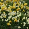 Collection De 45 Mini Narcisses -Jardin De Fleurs Magasin Melange Mini Narcisse 58655 1