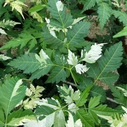 Melia Azedarach Jade Snowflake - Margousier PanachÃ©