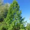 Metasequoia Glyptostroboides -Jardin De Fleurs Magasin Metasequoia glyptostroboides 84180 1