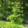 Metasequoia Glyptostroboides Chubby -Jardin De Fleurs Magasin Metasequoia glyptostroboides Chubby 100737 1