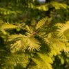 Metasequoia Glyptostroboides Gold Rush -Jardin De Fleurs Magasin Metasequoia glyptostroboides Gold Rush 84179 1