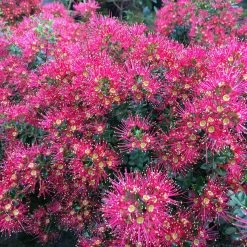 Metrosideros Ferris Wheel