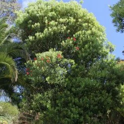 Metrosideros Mistral - Arbre De NoÃ«l De Nouvelle-ZÃ©lande