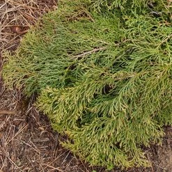 CyprÃ¨s De SibÃ©rie - Microbiota Decussata Fuzzball