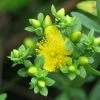 Millepertuis - Hypericum Kalmianum Cobalt-n-Gold -Jardin De Fleurs Magasin Millepertuis Hypericum kalmianum Cobalt n Gold LD 1006682 1