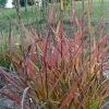 Miscanthus Sinensis Purple FallÂ® - Eulalie, Roseau De Chine -Jardin De Fleurs Magasin Miscanthus sinensis Purple Fall 87981 1