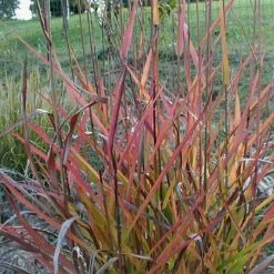 Miscanthus Sinensis Purple FallÂ® - Eulalie, Roseau De Chine