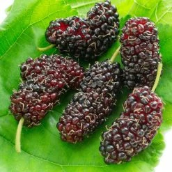 Morus Acidosa Mulle - MÃ»rier De CorÃ©e