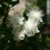 Myrtus Communis - Myrte Commun -Jardin De Fleurs Magasin Myrtus communis Myrte commun copyright 1007432 1