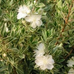 Myrtus Communis Variegata - Myrte PanachÃ©