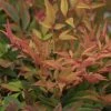 Nandina Domestica Gulf Stream - Bambou SacrÃ© Orange Cuivre -Jardin De Fleurs Magasin Nandina Gulfstream 0523 1