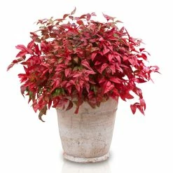 Bambou SacrÃ© - Nandina Domestica Blush Pink