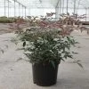 Nandina Domestica Flirt - Bambou SacrÃ© Nain -Jardin De Fleurs Magasin Nandina domestica FLIRT 87158 1