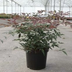 Nandina Domestica Flirt - Bambou SacrÃ© Nain