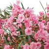 Laurier Rose - Nerium Oleander