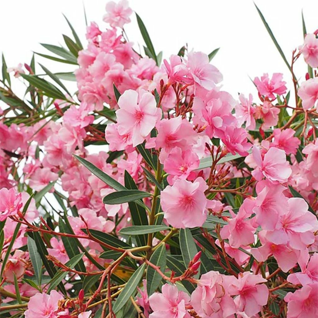 Laurier Rose - Nerium Oleander 1 Laurier Rose - Nerium Oleander