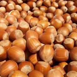 Noisetier Nottingham FrÃ¼he Ou Pearson's Prolific