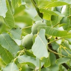 Noyer Commun Corne - Corne Du PÃ©rigord