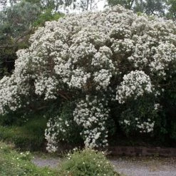 Olearia Macrodonta Major - Houx De Nouvelle-ZÃ©lande
