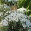 Olearia Scilloniensis -Jardin De Fleurs Magasin Olearia scilloniensis 83396 1