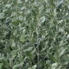 Olearia Traversii -Jardin De Fleurs Magasin Olearia traversi 82216 1