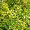 Seringat Des Jardins - Philadelphus Coronarius Aureus -Jardin De Fleurs Magasin PHILADELPHUS AUREUS 781844 1
