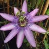 Passiflore X Lavender Lady - Fleur De La Passion -Jardin De Fleurs Magasin Passiflora Amethyst ld HansB 681330 1