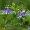 Passiflora Incarnata - Passiflore Officinale