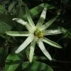 Passiflora Mucronata - Fleur De La Passion -Jardin De Fleurs Magasin Passiflora mucronata 87021 1