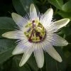 Passiflore, Fleur De La Passion - Passiflora Caerulea Clear Sky 2 Passiflore, Fleur De La Passion - Passiflora Caerulea Clear Sky -Jardin De Fleurs Magasin Passiflore Fleur de la passion Passiflora caerulea Clear Sky copyright 1009182 1