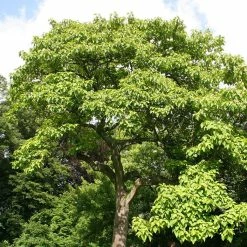 Paulownia Tomentosa - Arbre ImpÃ©rial