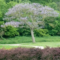 Paulownia Tomentosa Hulsdonk - Arbre ImpÃ©rial