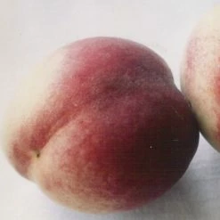 PÃªcher De Vigne Blanche - PÃªche De Vigne