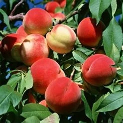 PÃªcher TÃ©ton De Venus