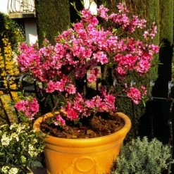 PÃªcher Nain Diamond Zaipevi