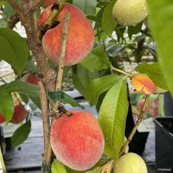 PÃªcher Nain Fruit Me Peach Me Red