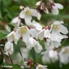 Philadelphus Dainty Lady - Seringat -Jardin De Fleurs Magasin Philadelphus Dainty Lady 89455 1