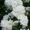 Seringat - Philadelphus Frosty Morn -Jardin De Fleurs Magasin Philadelphus Frosty Morn 84189 1