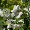 Seringat Des Jardins - Philadelphus Innocence -Jardin De Fleurs Magasin Philadelphus Innocence 7975 1
