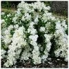 Seringat - Philadelphus White Rock (Pekphil) -Jardin De Fleurs Magasin Philadelphus White Rock Pekphil 84194 1