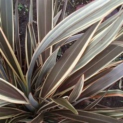 Phormium Alison Blackman - Lin De Nouvelle-ZÃ©lande